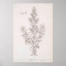 Suche nach rosmarin poster Botanisch