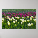 Suche nach tulpen poster Wand