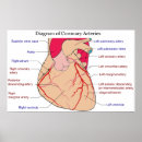 Suche nach arterien poster Herz