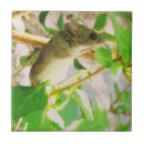 Suche nach die maus fliesen Nagetier