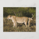 Suche nach tierfamilie postkarten Wild lebende tiere