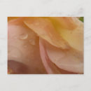 Suche nach regentropfen postkarten Rose