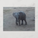 Suche nach babytiere postkarten Elefant