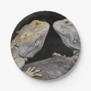 Suche nach bärtiger drache Pogona