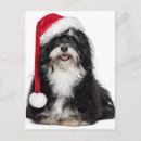 Suche nach bichon postkarten Adorable
