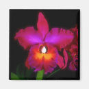 Suche nach orchideen magnete Tropisch