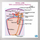 Suche nach chirurgisch poster Anatomisch