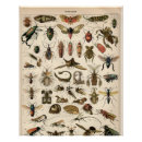 Suche nach insekten poster Entomologie