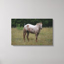 Suche nach appaloosa leinwandbilder Foto