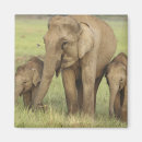 Suche nach indischer elefant magnete Corbett