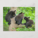 Suche nach drei tiere postkarten Wild lebende tiere