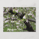 Suche nach rosa apfel postkarten Apfelblüten