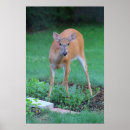 Suche nach weißer schwanz poster Hirsche