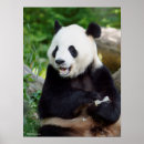 Suche nach niedliche pandas poster Smithsonian