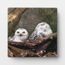 Suche nach eulen fotoplatten Schneeeule