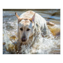 Suche nach aktiv poster Hund