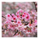 Suche nach rosa kirschblüte poster Für sie