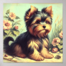 Suche nach yorkshire terrier poster Welpe
