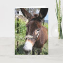 Suche nach maultier einladungen Dummer