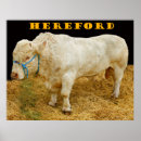Suche nach hereford Landwirtschaft