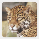 Suche nach jaguar aufkleber Wild