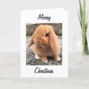 Suche nach lustige osterhasen karten Jede person