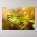 Suche nach löwenzahn poster Blume