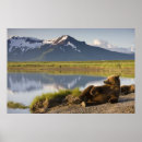Suche nach braunbären poster Wildnis