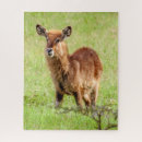 Suche nach antilopen puzzle Fotografie