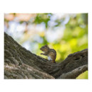 Suche nach furry poster Natur