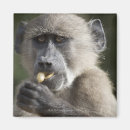 Suche nach jugendlicher magnete Wild lebende tiere