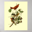 Suche nach john james audubon poster Naturforscher