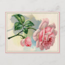 Suche nach schöne rosa rosen postkarten Für alle