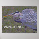 Suche nach vogel fotos poster Heron