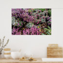 Suche nach beeren poster Blume