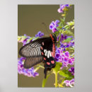 Suche nach südostasien poster Blume