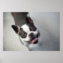 Suche nach französische bulldogge poster Tiere