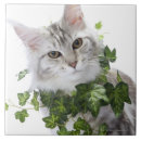 Suche nach hauskatzen fliesen Vertikal