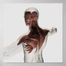 Suche nach muskeln poster Wirbelsäule