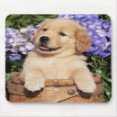 Suche nach golden retriever welpe mousepads Retrievers