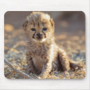 Suche nach fleischfresser mousepads Katze