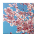 Suche nach sakura fliesen Kirschblüte