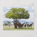 Suche nach zusammengehörigkeit postkarten Baum