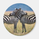 Suche nach zebras magnete Wild