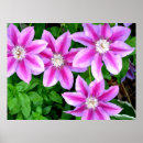 Suche nach clematis blume poster Elegant