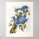 Suche nach audubon poster John james audubon