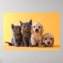 Suche nach russisches blau poster Babytiere