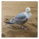 Suche nach vogel foto fliesen Keramik