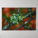 Suche nach flechten poster Herbst