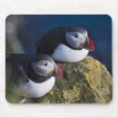 Suche nach arctica Vogel